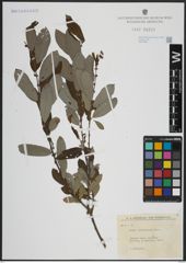 Foto von Salix atrocinerea Brot.